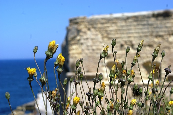 Malta (Foto: Armands Muižnieks) 58326