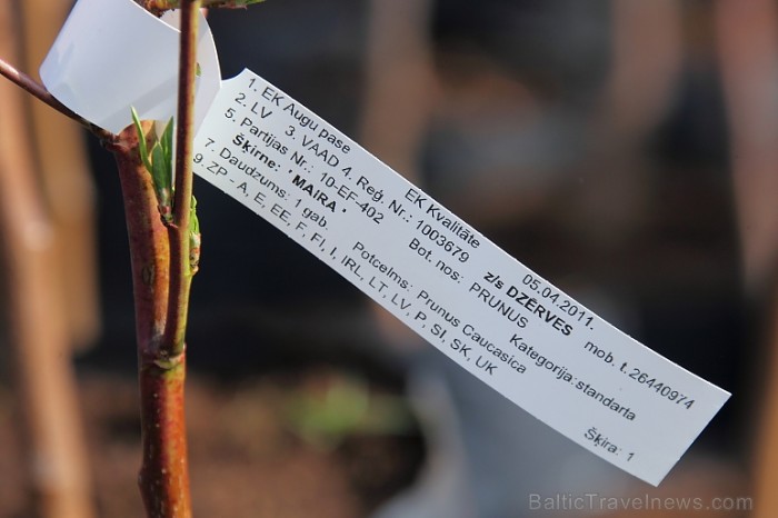 Pasākuma laikā notika stādu tirdzniecība, amatnieku gadatirgus, stādu izsole
Foto: Juris Kilkuts, Fotoatelje.lv Pasākuma laikā notika stādu tirdzniecība, amatnieku gadatirgus, stādu izsole
Foto: Juris Kilkuts, Fotoatelje.lv 58958