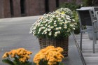 Rūras reģions Vācijā (www.ruhr-tourismus.de) 11