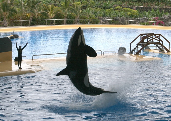 Zobenvaļu šovs Loro parkā (Loro Parque, Tenerifes salā). Vairāk informācijas www.teztour.lv 63673