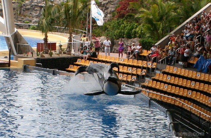 Zobenvaļu šovs Loro parkā (Loro Parque, Tenerifes salā). Vairāk informācijas www.teztour.lv 63676