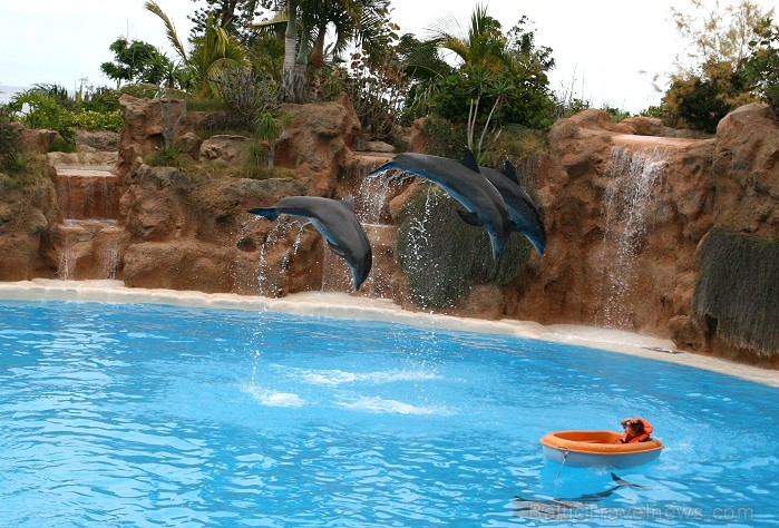 Travelnews.lv ceļojuma stāsts par Loro parku (Loro parque) - Loro parka unikalitāte piesaista tūristus no visas pasaules Travelnews.lv ceļojuma stāsts par Loro parku (Loro parque) - Loro parka unikalitāte piesaista tūristus no visas pasaules 64521