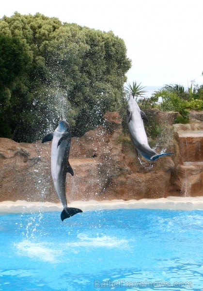 Travelnews.lv ceļojuma stāsts par Loro parku (Loro parque) - Loro parka unikalitāte piesaista tūristus no visas pasaules Travelnews.lv ceļojuma stāsts par Loro parku (Loro parque) - Loro parka unikalitāte piesaista tūristus no visas pasaules 64523