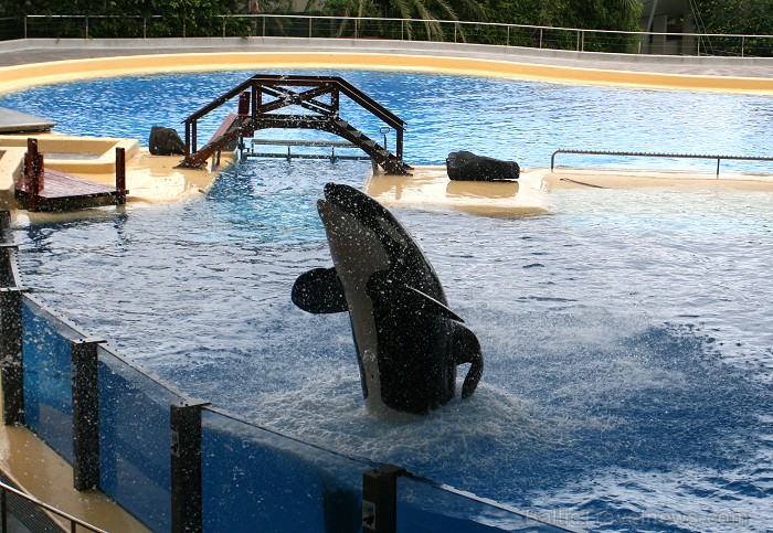 Travelnews.lv ceļojuma stāsts par Loro parku (Loro parque) - Loro parka unikalitāte piesaista tūristus no visas pasaules Travelnews.lv ceļojuma stāsts par Loro parku (Loro parque) - Loro parka unikalitāte piesaista tūristus no visas pasaules 64529