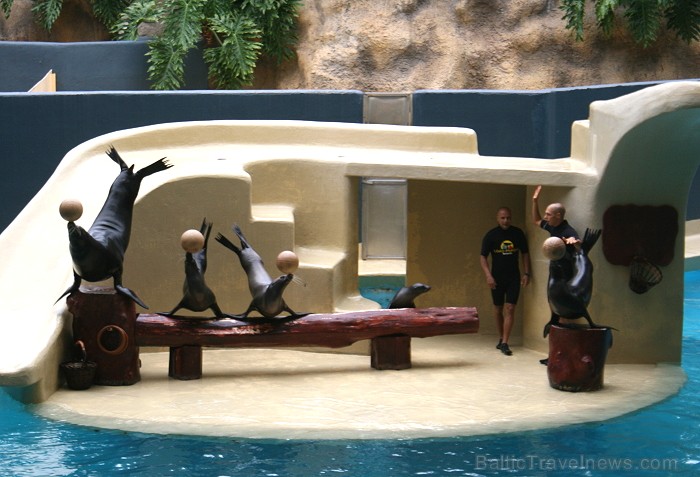 Travelnews.lv ceļojuma stāsts par Loro parku (Loro parque) - Loro parka unikalitāte piesaista tūristus no visas pasaules 64533