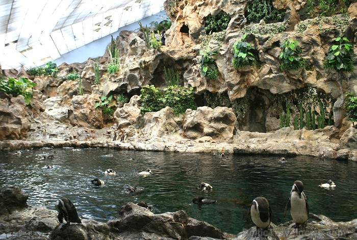 Travelnews.lv ceļojuma stāsts par Loro parku (Loro parque) - Loro parka unikalitāte piesaista tūristus no visas pasaules Travelnews.lv ceļojuma stāsts par Loro parku (Loro parque) - Loro parka unikalitāte piesaista tūristus no visas pasaules 64559