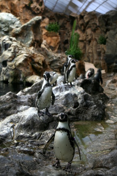 Travelnews.lv ceļojuma stāsts par Loro parku (Loro parque) - Loro parka unikalitāte piesaista tūristus no visas pasaules 64560