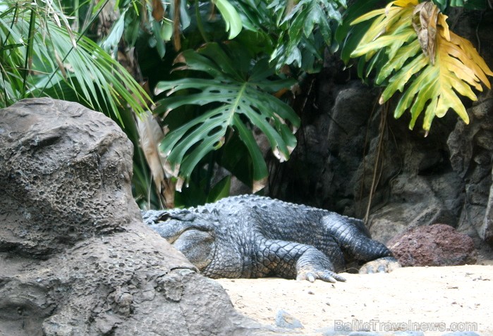 Travelnews.lv ceļojuma stāsts par Loro parku (Loro parque) - Loro parka unikalitāte piesaista tūristus no visas pasaules Travelnews.lv ceļojuma stāsts par Loro parku (Loro parque) - Loro parka unikalitāte piesaista tūristus no visas pasaules 64564