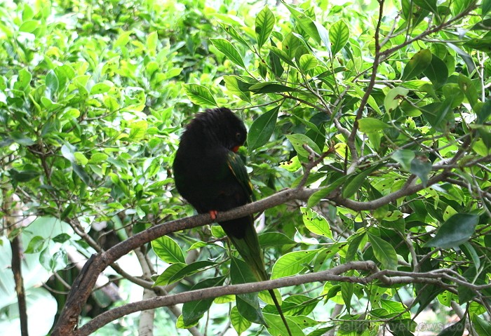 Travelnews.lv ceļojuma stāsts par Loro parku (Loro parque) - Loro parka unikalitāte piesaista tūristus no visas pasaules Travelnews.lv ceļojuma stāsts par Loro parku (Loro parque) - Loro parka unikalitāte piesaista tūristus no visas pasaules 64578