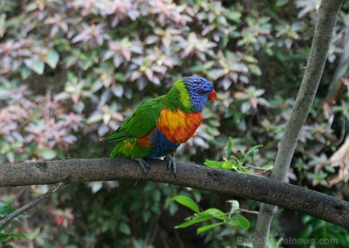 Travelnews.lv ceļojuma stāsts par Loro parku (Loro parque) - Loro parka unikalitāte piesaista tūristus no visas pasaules Travelnews.lv ceļojuma stāsts par Loro parku (Loro parque) - Loro parka unikalitāte piesaista tūristus no visas pasaules 64580