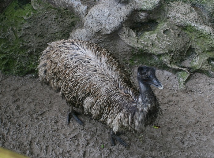 Travelnews.lv ceļojuma stāsts par Loro parku (Loro parque) - Loro parka unikalitāte piesaista tūristus no visas pasaules Travelnews.lv ceļojuma stāsts par Loro parku (Loro parque) - Loro parka unikalitāte piesaista tūristus no visas pasaules 64584