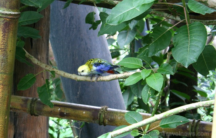 Travelnews.lv ceļojuma stāsts par Loro parku (Loro parque) - Loro parka unikalitāte piesaista tūristus no visas pasaules 64585