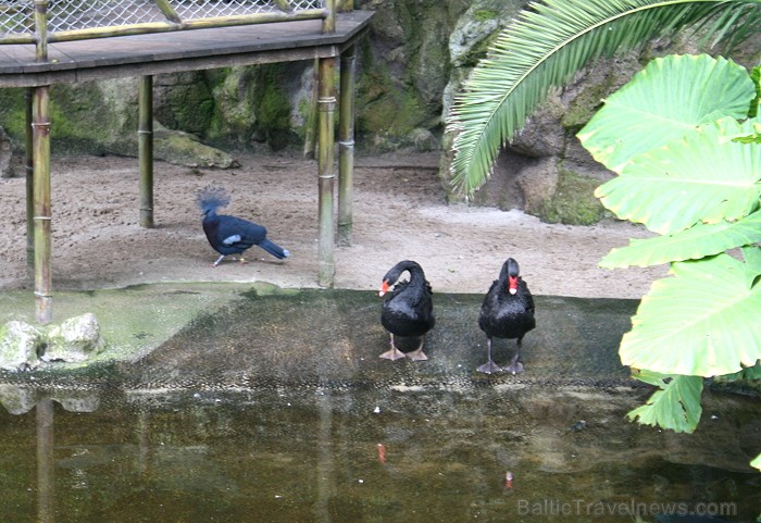 Travelnews.lv ceļojuma stāsts par Loro parku (Loro parque) - Loro parka unikalitāte piesaista tūristus no visas pasaules Travelnews.lv ceļojuma stāsts par Loro parku (Loro parque) - Loro parka unikalitāte piesaista tūristus no visas pasaules 64586