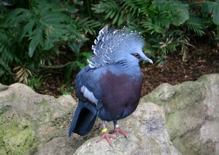 Travelnews.lv ceļojuma stāsts par Loro parku (Loro parque) - Loro parka unikalitāte piesaista tūristus no visas pasaules Travelnews.lv ceļojuma stāsts par Loro parku (Loro parque) - Loro parka unikalitāte piesaista tūristus no visas pasaules 64589