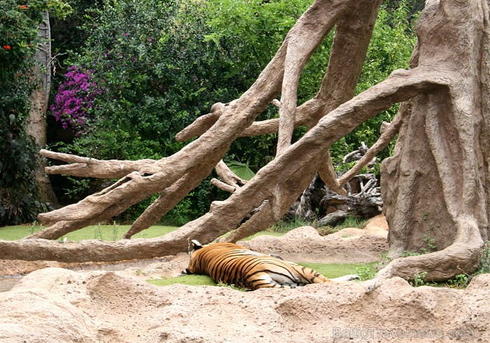 Travelnews.lv ceļojuma stāsts par Loro parku (Loro parque) - Loro parka unikalitāte piesaista tūristus no visas pasaules Travelnews.lv ceļojuma stāsts par Loro parku (Loro parque) - Loro parka unikalitāte piesaista tūristus no visas pasaules 64590