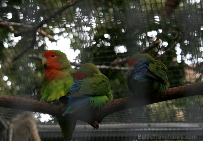 Travelnews.lv ceļojuma stāsts par Loro parku (Loro parque) - Loro parka unikalitāte piesaista tūristus no visas pasaules Travelnews.lv ceļojuma stāsts par Loro parku (Loro parque) - Loro parka unikalitāte piesaista tūristus no visas pasaules 64592