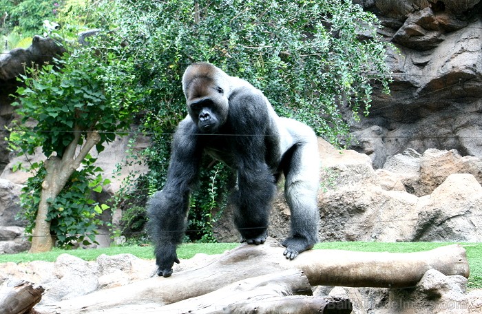 Travelnews.lv ceļojuma stāsts par Loro parku (Loro parque) - Loro parka unikalitāte piesaista tūristus no visas pasaules Travelnews.lv ceļojuma stāsts par Loro parku (Loro parque) - Loro parka unikalitāte piesaista tūristus no visas pasaules 64593