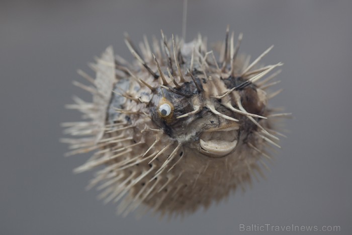 Krētas salas suvenīrs - izkaltēts jūras ezis. Foto: www.fotoprojekts.lv 66649