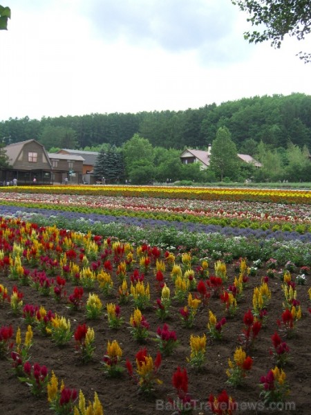 Furano – ziedu pilsēta Hokaido salā (Foto: Guna Ķibere) 70568