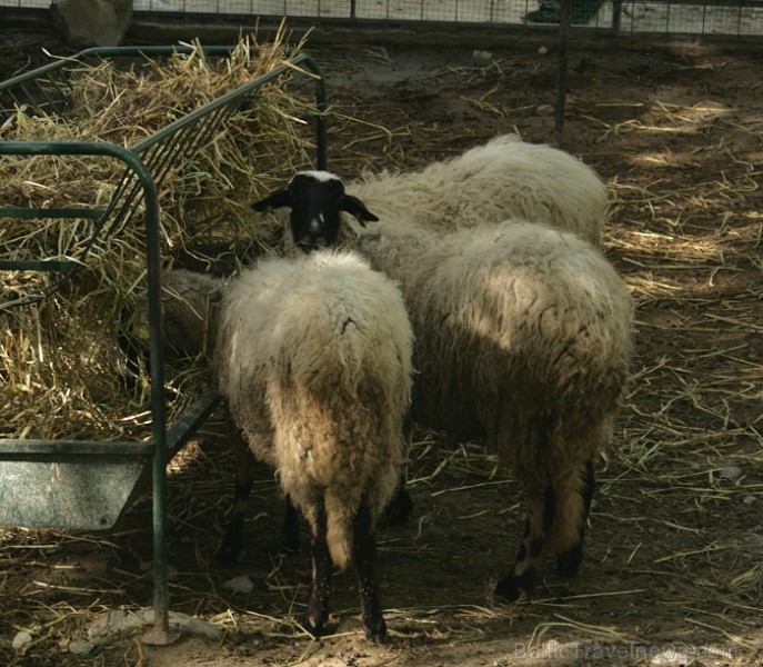 Iepazīsti olīveļļas vēsturi, ražošanas veidus un izplatīšanas ceļus Turcijas Olīveļļas muzejā OleAtriuM Iepazīsti olīveļļas vēsturi, ražošanas veidus un izplatīšanas ceļus Turcijas Olīveļļas muzejā OleAtriuM 74919