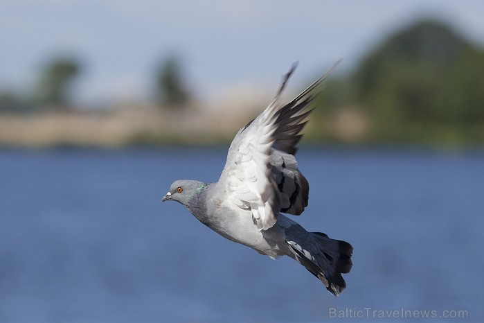 Mīlgrāvja krastmalas svētki šogad pulcēja ap 7000 apmeklētāju Foto: Ingus Evertovskis, www.fotoprojekts.lv Mīlgrāvja krastmalas svētki šogad pulcēja ap 7000 apmeklētāju Foto: Ingus Evertovskis, www.fotoprojekts.lv 80540