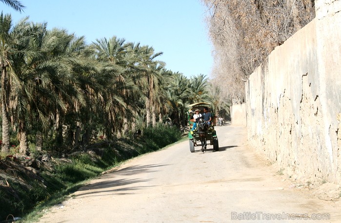 Travelnews.lv devās uz vienu no Tunisijas oāzēm, lai ieraudzītu kā aug dateles, citroni, banāni un granātāboli Travelnews.lv devās uz vienu no Tunisijas oāzēm, lai ieraudzītu kā aug dateles, citroni, banāni un granātāboli 80885