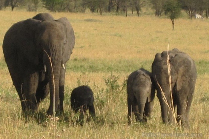 Tanzānijas skaistākie Nacionālie parki - Tarangire, Ngorongoro krāteris un Serengeti parks. Dzīvnieku pārbagātība un lielākā gnu un zebru migrācija pa Tanzānijas skaistākie Nacionālie parki - Tarangire, Ngorongoro krāteris un Serengeti parks. Dzīvnieku pārbagātība un lielākā gnu un zebru migrācija pa 82219