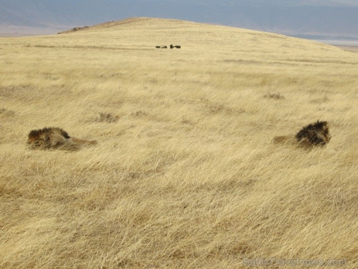 Tanzānijas skaistākie Nacionālie parki - Tarangire, Ngorongoro krāteris un Serengeti parks. Dzīvnieku pārbagātība un lielākā gnu un zebru migrācija pa Tanzānijas skaistākie Nacionālie parki - Tarangire, Ngorongoro krāteris un Serengeti parks. Dzīvnieku pārbagātība un lielākā gnu un zebru migrācija pa 82223