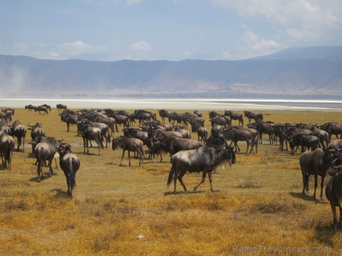 Tanzānijas skaistākie Nacionālie parki - Tarangire, Ngorongoro krāteris un Serengeti parks. Dzīvnieku pārbagātība un lielākā gnu un zebru migrācija pa Tanzānijas skaistākie Nacionālie parki - Tarangire, Ngorongoro krāteris un Serengeti parks. Dzīvnieku pārbagātība un lielākā gnu un zebru migrācija pa 82224