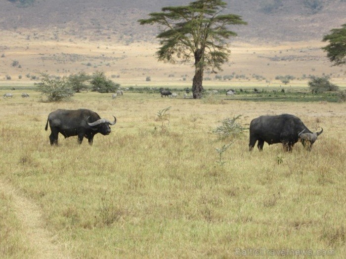 Tanzānijas skaistākie Nacionālie parki - Tarangire, Ngorongoro krāteris un Serengeti parks. Dzīvnieku pārbagātība un lielākā gnu un zebru migrācija pa Tanzānijas skaistākie Nacionālie parki - Tarangire, Ngorongoro krāteris un Serengeti parks. Dzīvnieku pārbagātība un lielākā gnu un zebru migrācija pa 82225