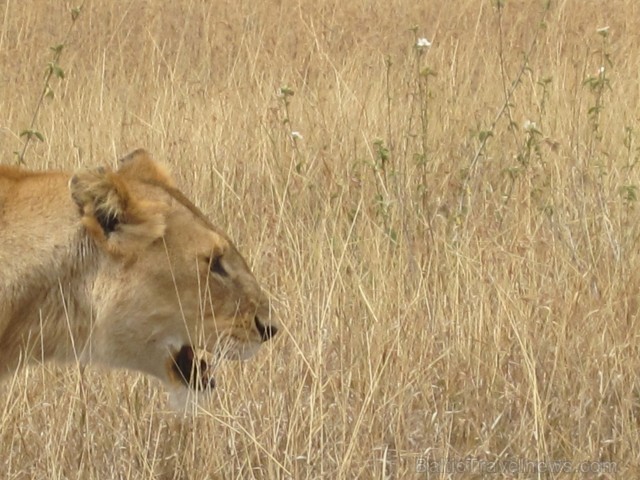 Tanzānijas skaistākie Nacionālie parki - Tarangire, Ngorongoro krāteris un Serengeti parks. Dzīvnieku pārbagātība un lielākā gnu un zebru migrācija pa Tanzānijas skaistākie Nacionālie parki - Tarangire, Ngorongoro krāteris un Serengeti parks. Dzīvnieku pārbagātība un lielākā gnu un zebru migrācija pa 82229