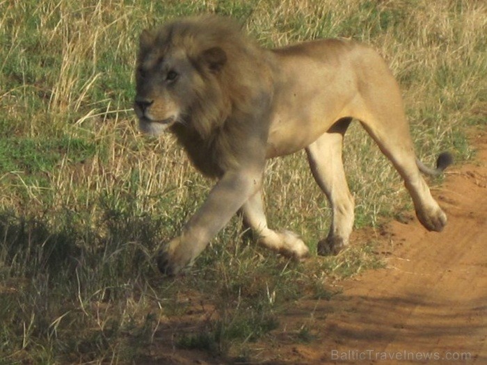 Tanzānijas skaistākie Nacionālie parki - Tarangire, Ngorongoro krāteris un Serengeti parks. Dzīvnieku pārbagātība un lielākā gnu un zebru migrācija pa Tanzānijas skaistākie Nacionālie parki - Tarangire, Ngorongoro krāteris un Serengeti parks. Dzīvnieku pārbagātība un lielākā gnu un zebru migrācija pa 82233