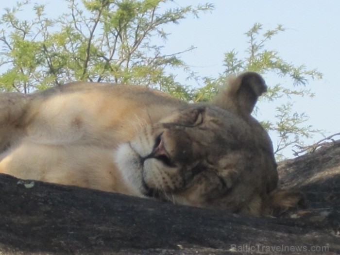 Tanzānijas skaistākie Nacionālie parki - Tarangire, Ngorongoro krāteris un Serengeti parks. Dzīvnieku pārbagātība un lielākā gnu un zebru migrācija pa Tanzānijas skaistākie Nacionālie parki - Tarangire, Ngorongoro krāteris un Serengeti parks. Dzīvnieku pārbagātība un lielākā gnu un zebru migrācija pa 82234