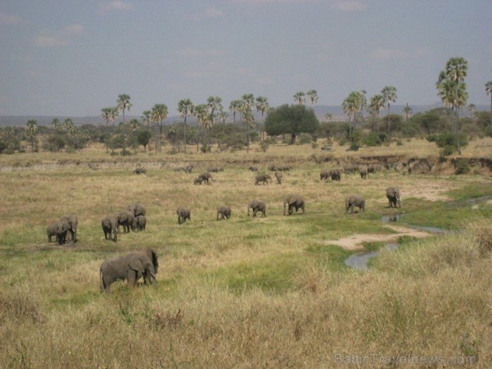 Tanzānijas skaistākie Nacionālie parki - Tarangire, Ngorongoro krāteris un Serengeti parks. Dzīvnieku pārbagātība un lielākā gnu un zebru migrācija pa Tanzānijas skaistākie Nacionālie parki - Tarangire, Ngorongoro krāteris un Serengeti parks. Dzīvnieku pārbagātība un lielākā gnu un zebru migrācija pa 82238