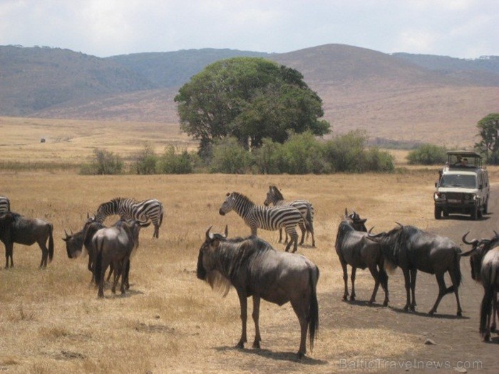 Tanzānijas skaistākie Nacionālie parki - Tarangire, Ngorongoro krāteris un Serengeti parks. Dzīvnieku pārbagātība un lielākā gnu un zebru migrācija pa Tanzānijas skaistākie Nacionālie parki - Tarangire, Ngorongoro krāteris un Serengeti parks. Dzīvnieku pārbagātība un lielākā gnu un zebru migrācija pa 82239