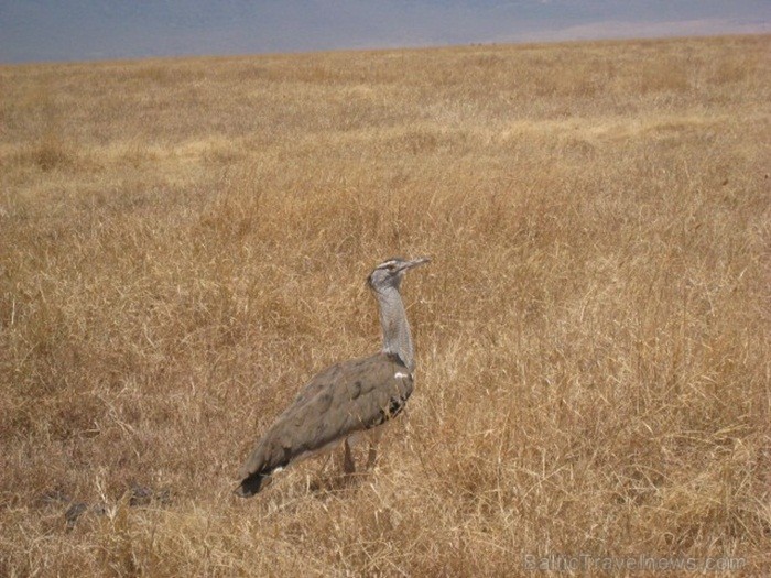 Tanzānijas skaistākie Nacionālie parki - Tarangire, Ngorongoro krāteris un Serengeti parks. Dzīvnieku pārbagātība un lielākā gnu un zebru migrācija pa Tanzānijas skaistākie Nacionālie parki - Tarangire, Ngorongoro krāteris un Serengeti parks. Dzīvnieku pārbagātība un lielākā gnu un zebru migrācija pa 82240
