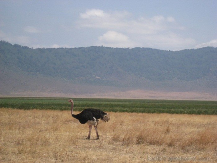 Tanzānijas skaistākie Nacionālie parki - Tarangire, Ngorongoro krāteris un Serengeti parks. Dzīvnieku pārbagātība un lielākā gnu un zebru migrācija pa Tanzānijas skaistākie Nacionālie parki - Tarangire, Ngorongoro krāteris un Serengeti parks. Dzīvnieku pārbagātība un lielākā gnu un zebru migrācija pa 82241