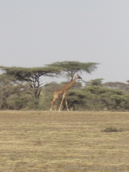 Tanzānijas skaistākie Nacionālie parki - Tarangire, Ngorongoro krāteris un Serengeti parks. Dzīvnieku pārbagātība un lielākā gnu un zebru migrācija pa Tanzānijas skaistākie Nacionālie parki - Tarangire, Ngorongoro krāteris un Serengeti parks. Dzīvnieku pārbagātība un lielākā gnu un zebru migrācija pa 82291