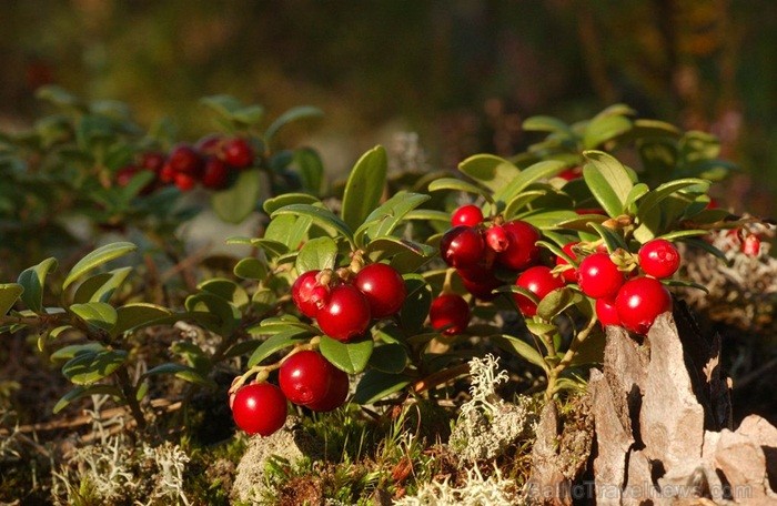 Igaunijā iestājas zelta rudens, pārvēršot tās dabu un darbus rudens krāsās. Foto: www.visitestonia.com Igaunijā iestājas zelta rudens, pārvēršot tās dabu un darbus rudens krāsās. Foto: www.visitestonia.com 82418