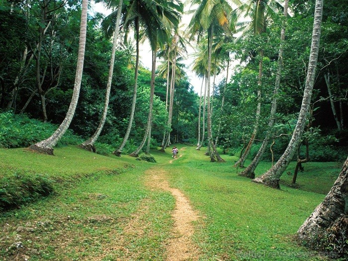Ruma dzimtene – Barbadosa pārsteidz ar savu mantojuma, kultūras un dabas krāšņumu. Foto: www.visitbarbados.org Ruma dzimtene – Barbadosa pārsteidz ar savu mantojuma, kultūras un dabas krāšņumu. Foto: www.visitbarbados.org 82678