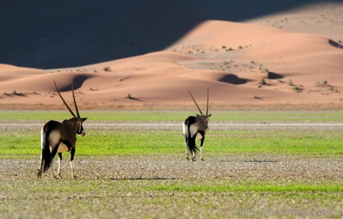 Namībija ir valsts Āfrikas dienvidrietumu piekrastē, kuras dzīvē daba neatstāj vienaldzīgu nevienu dabas mīļotāju. Foto: www.namibiatourism.com Namībija ir valsts Āfrikas dienvidrietumu piekrastē, kuras dzīvē daba neatstāj vienaldzīgu nevienu dabas mīļotāju. Foto: www.namibiatourism.com 82924