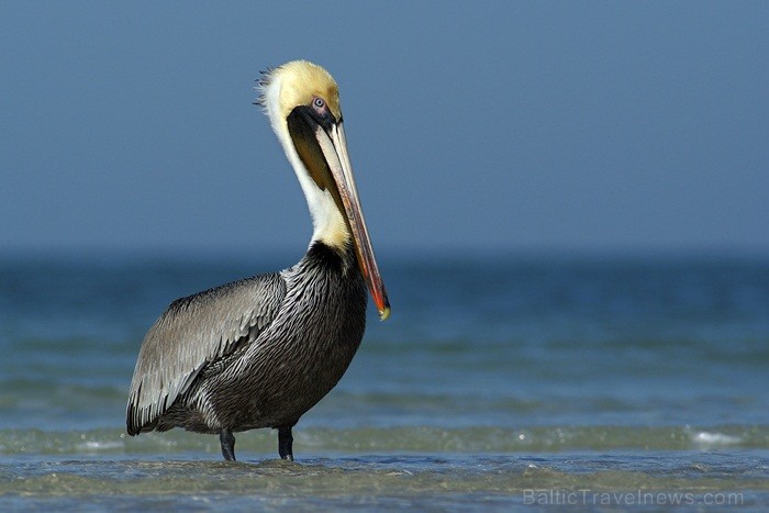 Saulainā Florida, kur saule spīd 300 dienas gadā, spēj apburt ikvienu. Foto: www.visitclearwaterflorida.com Saulainā Florida, kur saule spīd 300 dienas gadā, spēj apburt ikvienu. Foto: www.visitclearwaterflorida.com 83037