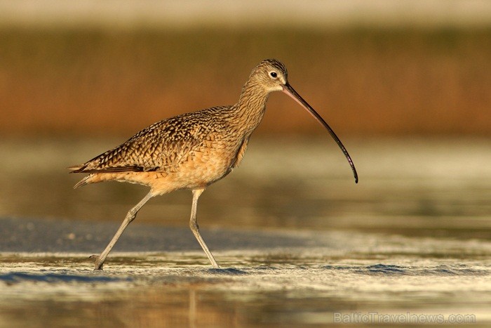 Saulainā Florida, kur saule spīd 300 dienas gadā, spēj apburt ikvienu. Foto: www.visitclearwaterflorida.com Saulainā Florida, kur saule spīd 300 dienas gadā, spēj apburt ikvienu. Foto: www.visitclearwaterflorida.com 83042