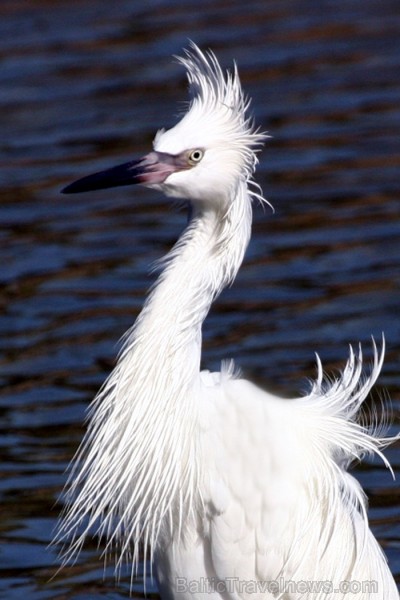 Saulainā Florida, kur saule spīd 300 dienas gadā, spēj apburt ikvienu. Foto: www.visitclearwaterflorida.com 83048