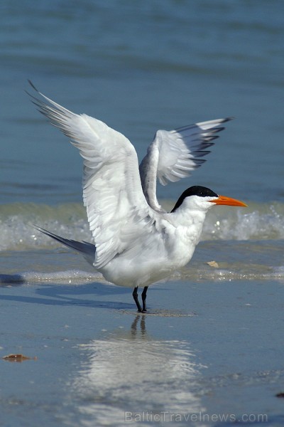 Saulainā Florida, kur saule spīd 300 dienas gadā, spēj apburt ikvienu. Foto: www.visitclearwaterflorida.com Saulainā Florida, kur saule spīd 300 dienas gadā, spēj apburt ikvienu. Foto: www.visitclearwaterflorida.com 83050