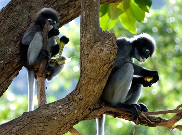 Eksotiskā Taizemes daba un fauna atklāj savu skaistuma virpuli. Foto: www.tourismthailand.org 83277