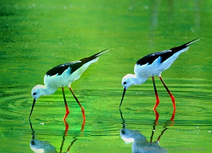 Eksotiskā Taizemes daba un fauna atklāj savu skaistuma virpuli. Foto: www.tourismthailand.org 83286
