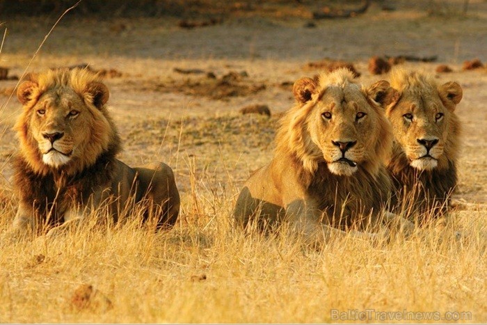Āfrikas kontinentā Botsvāna ir labi zināma ar saviem mežonīgajiem apgabaliem un savvaļu. Foto: www.botswanatourism.co.bw 84267