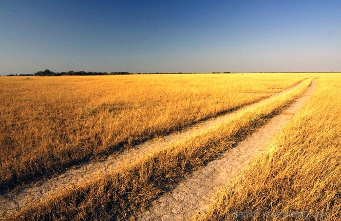 Āfrikas kontinentā Botsvāna ir labi zināma ar saviem mežonīgajiem apgabaliem un savvaļu. Foto: www.botswanatourism.co.bw Āfrikas kontinentā Botsvāna ir labi zināma ar saviem mežonīgajiem apgabaliem un savvaļu. Foto: www.botswanatourism.co.bw 84273