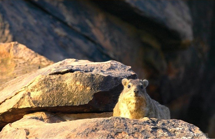 Āfrikas kontinentā Botsvāna ir labi zināma ar saviem mežonīgajiem apgabaliem un savvaļu. Foto: www.botswanatourism.co.bw 84285